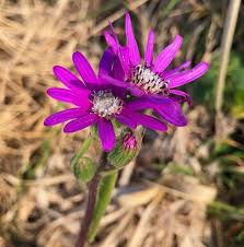 Image result for Senecio speciosus