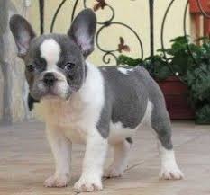 Black And Brown French Bulldog For Sale White And Grey French Bulldog Puppy Whiteandgreyfrenchbulldogpuppy White Grey Grey French Bulldog Puppy Blue French Bulldog Puppies French Bulldog Puppies