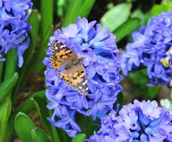 Read our suggested 6 options to learn how to experience the beautiful presence of these winged wonders. Attract Butterflies For More Flowers And Joy The Old Farmer S Almanac
