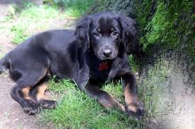 The springer spaniel lab mix is among the top ten most popular dog breeds in the us. Happy Tales 2019