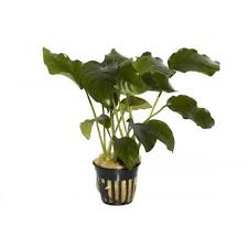 Image result for Astropanax barteri