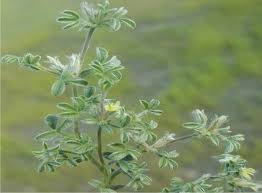 Image result for Lotononis bainesii