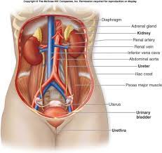 The abdomen is divided into 9 regions by two horizontal and two vertical plans, these regions are with benefit to describe the location of pain, identify the psoas sign, that indicates there is irritation to the iliopsoas muscle group and you can test it by passive flexion of thigh if there is pain in the lower. Anatomy Lower Left Abdomen