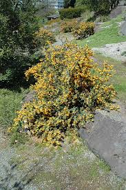 Image result for Berberis darwinii