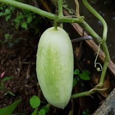 Image result for Cucumis engleri