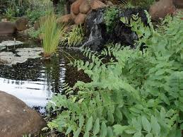 Image result for Berula erecta