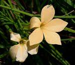 Image result for Exochaenium exiguum