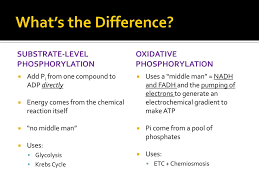 Stage 3 Oxidative Phosphorylation Ppt Download