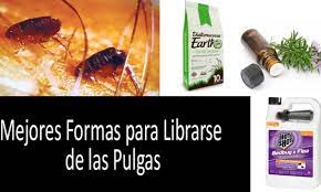 Como eliminar las pulgas de la casa. Como Librarse De Las Pulgas En Casa Y El Patio La Guia Completa