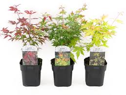 Schauen sie sich in ruhe um, bestellen sie einfach. Mein Schoner Garten Facher Ahorn 3er Set Gunstig Online Kaufen Mein Schoner Garten Shop