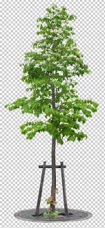 Tree Painting Png 3d Computer Graphics Big Bonsai Branch Christmas Tree Tree Painting 3d Computer Graphics Computer Graphics