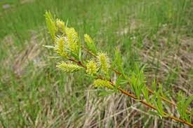 Maybe you would like to learn more about one of these? 12 Common Species Of Willow Trees And Shrubs