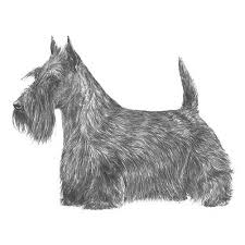 Image result for scottish terrier