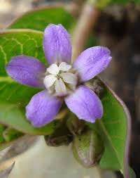 Image result for Raphionacme hirsuta