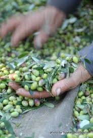 Olive Oil Harvest At Kalikori Aceitunas Negras Semillas Color Verde Olivo