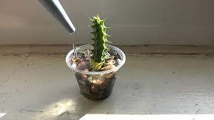 In general, dracaena care is relatively simple. Random Bits Huernia Schneideriana Red Dragon Cactus Growing In Water