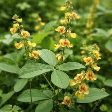 Image result for Zornia