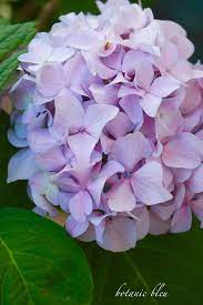 Soil Ph 5 5 To 6 0 Can Create Lavender Blooms On Hydrangeas Bloom Hydrangea Flowers