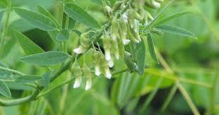 Image result for Sophora inhambanensis