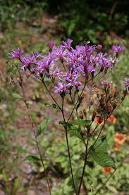 Once established, wild indigo is vigorous, drought tolerant and requires very little these magical looking flowers open with silky blooms in rich shade of purple. Native Florida Wildflowers Giant Ironweed Vernonia Gigantea Florida Native Plants Vernonia Florida Plants