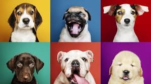 The A Z Of Puppy Names 300 Unique Popular Cute Names For Puppies All Things Dogs