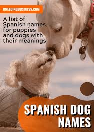 Cool dog names give your already awesome pup an extra special edge. 175 Spanish Dog Names From Geography And Food To Personalities