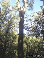 Image result for Albizia adianthifolia × gummifera