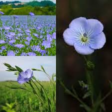 Image result for Linum usitatissimum