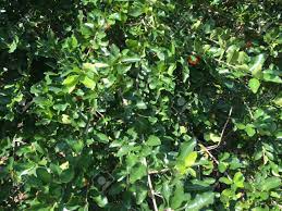 Tickets, tours, address, cherry tree hill reviews: Barbados Cherry Tree In Nature Garden Stock Photo Picture And Royalty Free Image Image 82542278