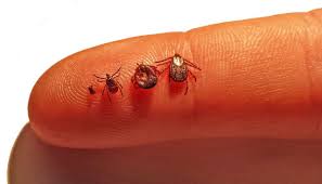 A 2018 review of all of this evidence published in the journal ticks and tickborne diseases confirmed that it most likely takes more than 24 hours and closer to 48 hours of tick feeding time for. Ticks Of Ohio The Diseases They Carry And What To Do About A Bite Cleveland Com