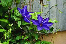 Occasionally some open up nearly normal, but usually after a day or two most flatten out as illustrated, displaying 6 beards instead of 3. Giant Blue Clematis Photograph By Douglas Barnett