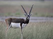 State Symbols of Haryana: The symbols that represent the state