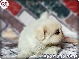 Pekinez Yavru Https Www Kopek Tc Pekinez Yavrulari Htm 053243 8041 Kopek Kulubu Pekinez Yavrulari Pekinez Irki Ulkemizde Gri S Pekinez Kopek Imparator