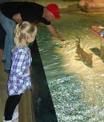 Indianapolis Zoo Pet The Sharks Steve Becky Schenck Donated To Help Build This Part Of The Zoo T Indianapolis Zoo Midwest Weekend Getaways Vacation Trips