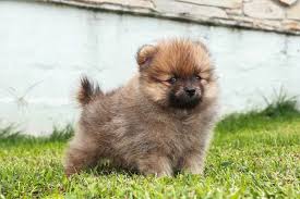 See all 4 brand new listings. Pomeranian Care New Owner S Guide