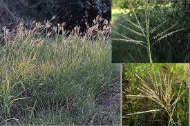 Image result for Bothriochloa