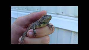 Eastern Fence Lizard Care Sheet Reptiles Cove