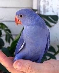 Small Brown Bird With White Ring Around Neck Pin On Adoring Avians