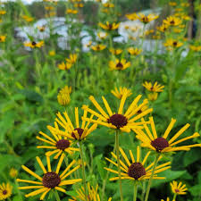 Image result for Renealmia susanneae-katziae