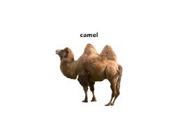 Camel meaning, definition, what is camel: Camel Noun Definition Pictures Pronunciation And Usage Notes Oxford Advanced American Dictionary At Oxfordlearnersdictionaries Com