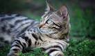 What States are Bengal Cats Illegal In? [ 2020 ]