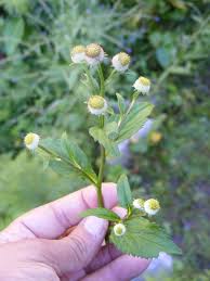 Image result for Dichrocephala