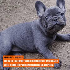 A long history of health issues. How To Breed French Bulldogs Heat Litter Size Health More