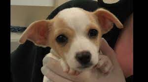 Hayley Needs Life Saving Surgery Taken In By Motley Zoo Animal Rescue Hayley Is A 13 Week Old Chihuahua Mix Puppy W Chihuahua Mix Puppies Dog Waiting Animals
