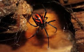The black widow spider is shiny black with a red dot on its abdomen. 9 Things In Wisconsin That Can And Just Might Kill You Black Widow Spider Spider Black Widow