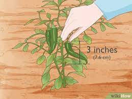 After you plant them outside, it takes roughly three to four months after germination before your plants begin fruiting green peppers. 3 Ways To Grow Jalapeno Peppers Wikihow