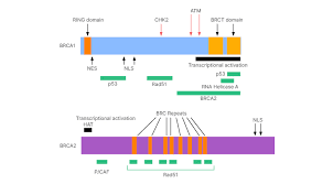 Image result for BRCA2