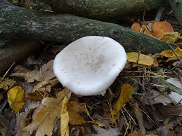 Image result for Clitocybe multiceps