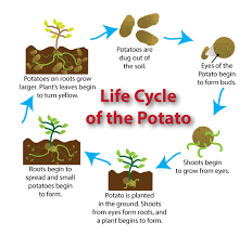 Potato Plant Stages To Know When Your Produce Is Ready