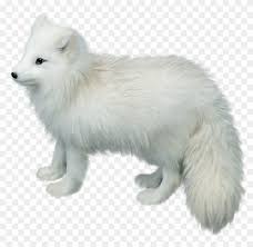 Find the best arctic fox wallpaper on getwallpapers. Arctic Fox Png Picture Arctic Fox White Background Clipart 5231983 Pikpng